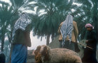 shepherds among date palms near Ur, traditional site of the Garden of Eden,  Iraq